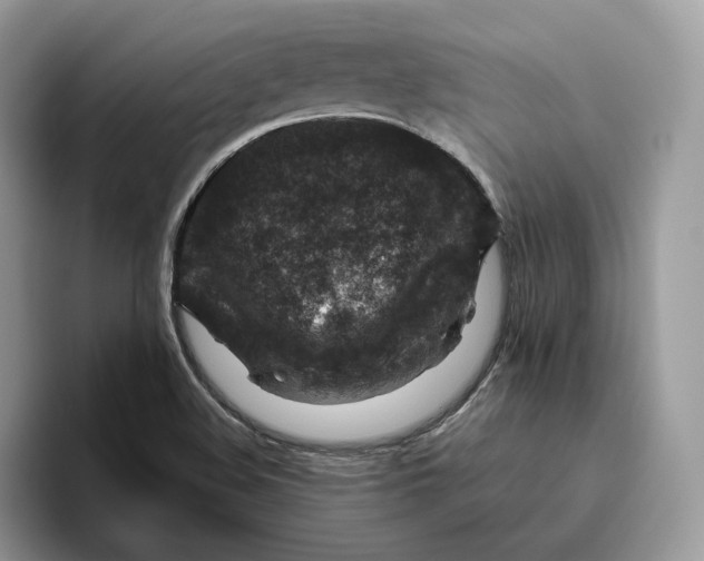 X0000095961508200802011111