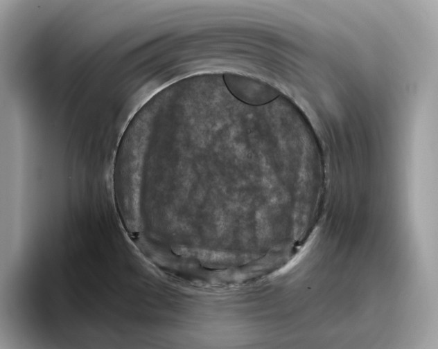 X0000095961529200802011112