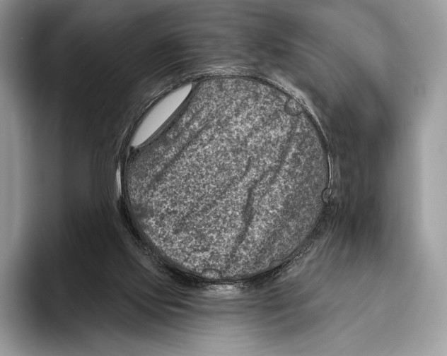 X0000095960061200802081326