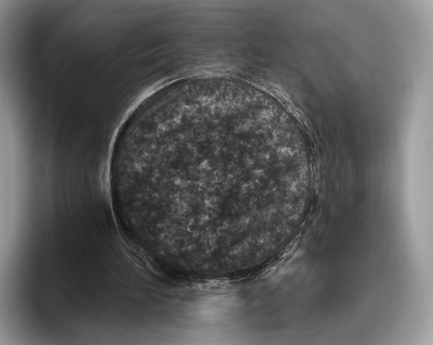 X0000095960196200802081324