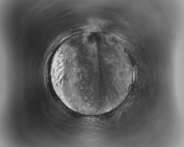 X0000095960339200802081322
