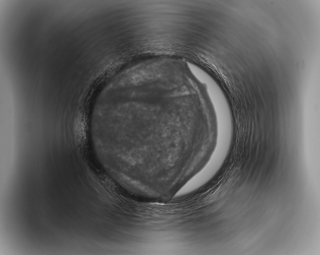 X0000095960643200802081318