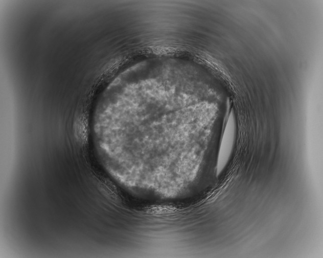 X0000095960644200802081318