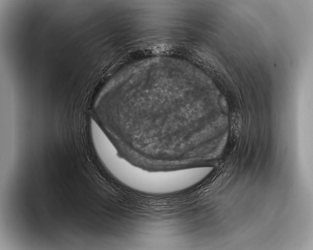 X0000095960650200802081318
