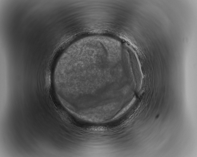 X0000095960685200802081318