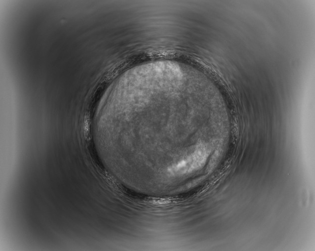 X0000095960709200802081317