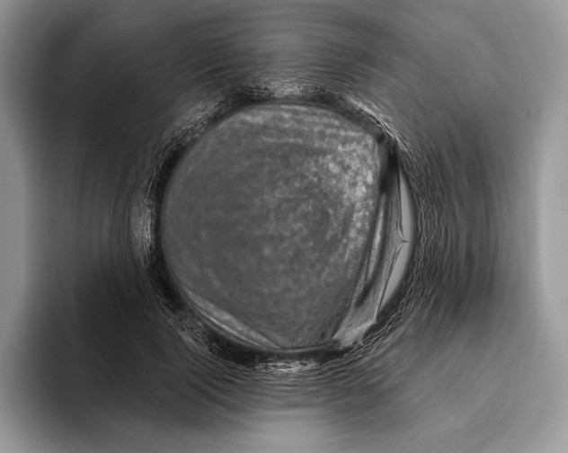 X0000095960740200802081317