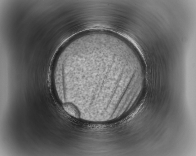 X0000095960783200802081316