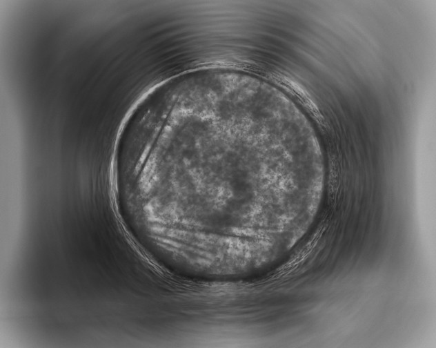 X0000095960796200802081316