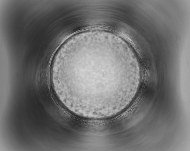 X0000095960836200802081316