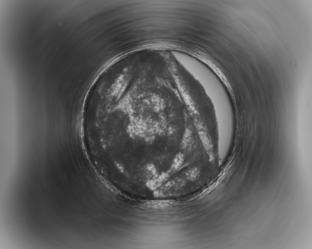 X0000095960853200802081316