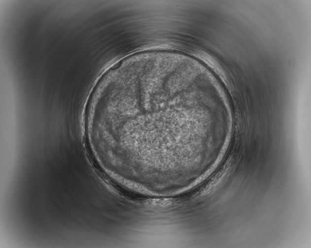 X0000095960858200802081316