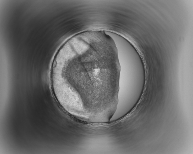 X0000095960864200802081316