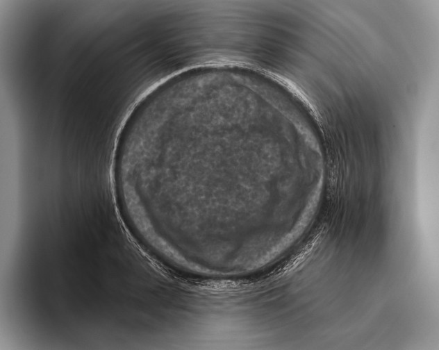 X0000095960943200802081315
