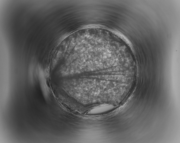 X0000095960953200802081315