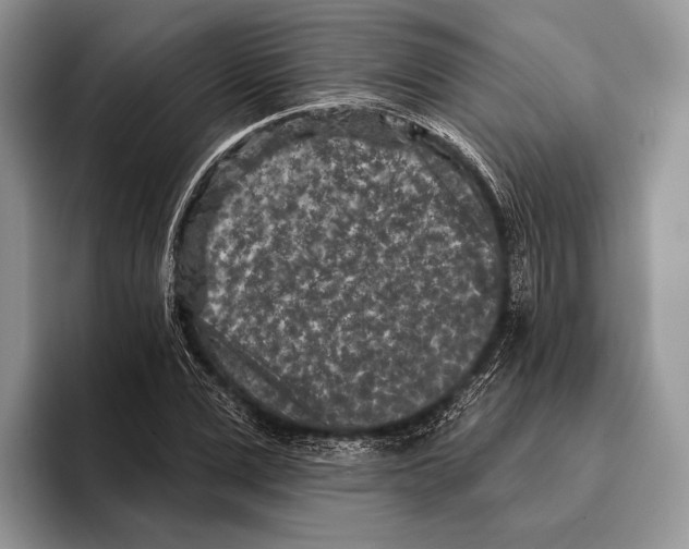 X0000095960975200802081314