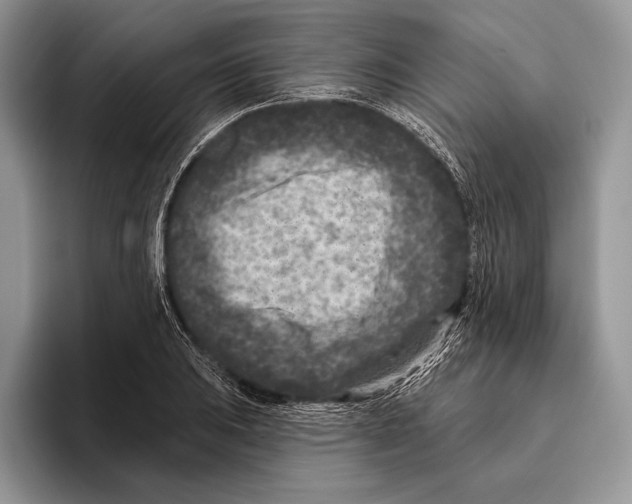 X0000095961031200802081313