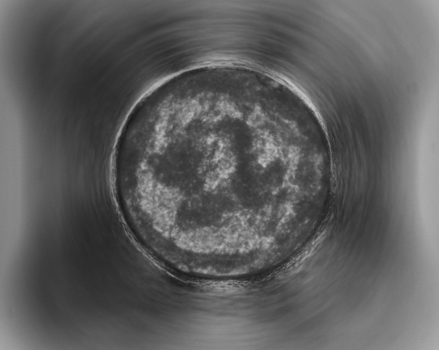 X0000095961045200802081313