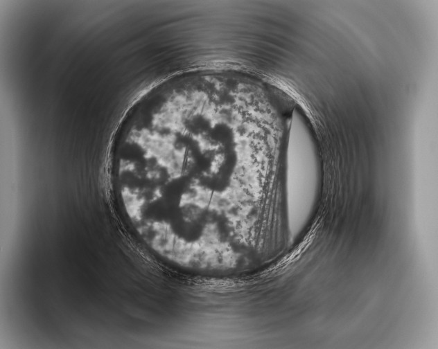 X0000095961071200802081313