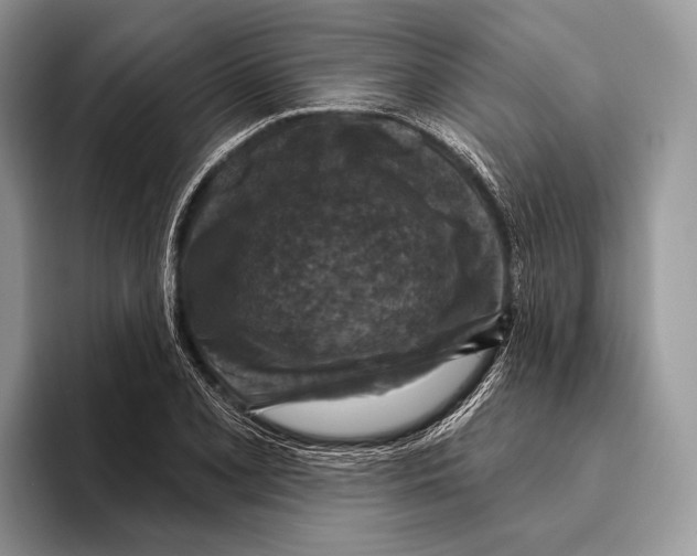 X0000095961077200802081313