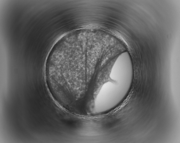 X0000095961087200802081312