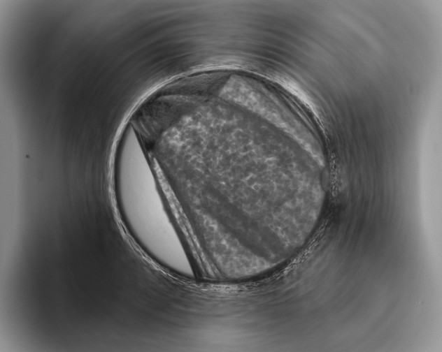 X0000095961088200802081312