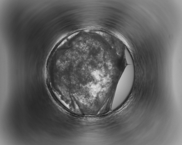 X0000095961095200802081312