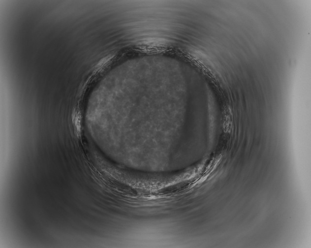 X0000095961108200802081312