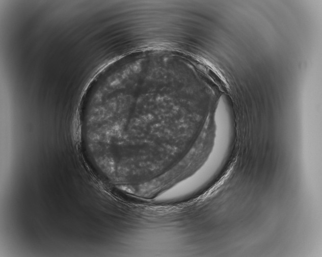 X0000095961117200802081312