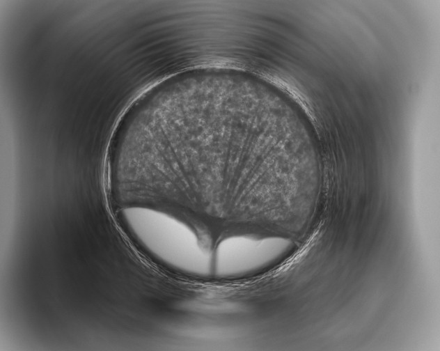 X0000095961125200802081312