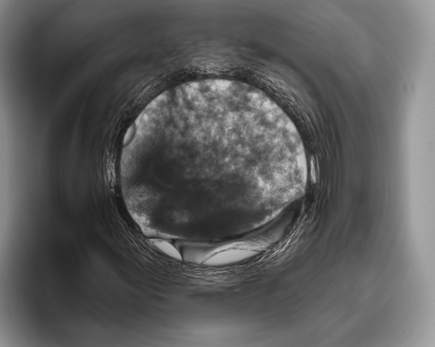 X0000095961155200802081312