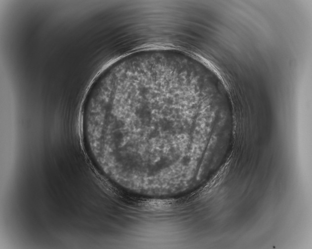 X0000095961179200802081311