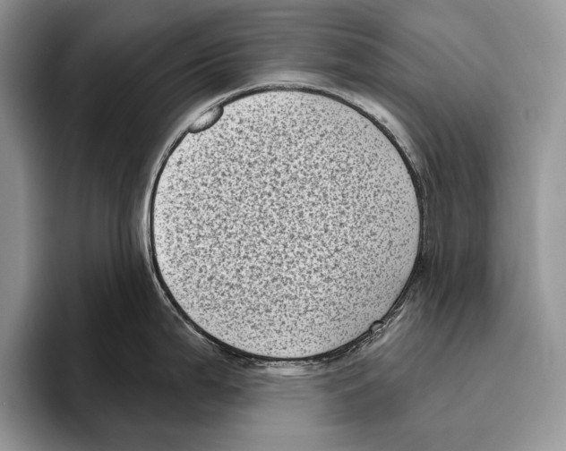 X0000095961199200802081311