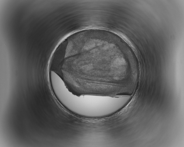 X0000095961246200802081311