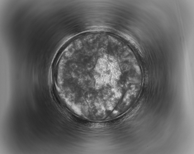 X0000095961275200802081310