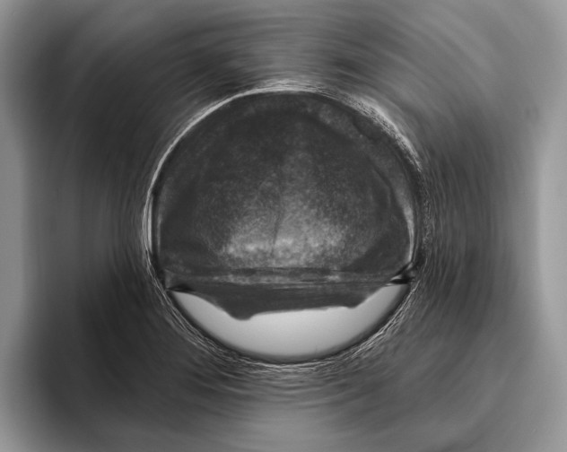 X0000095961276200802081310