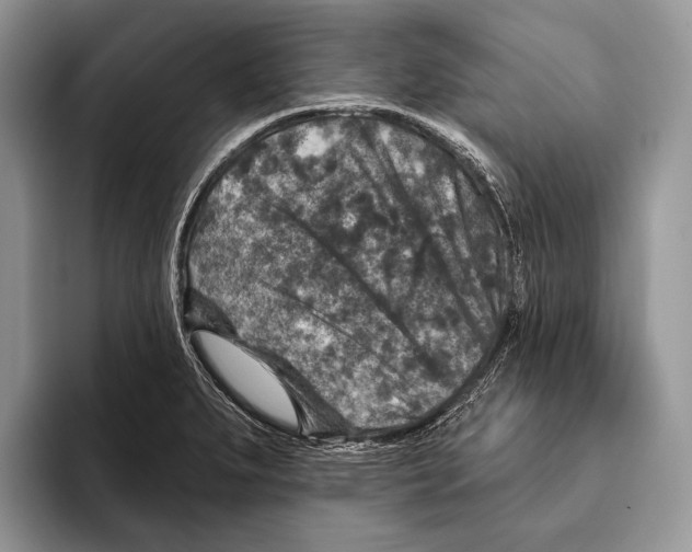 X0000095961279200802081310