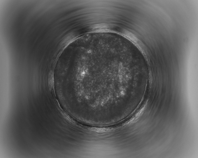 X0000095961289200802081310