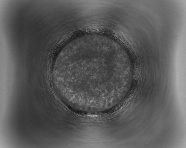 X0000095961297200802081309