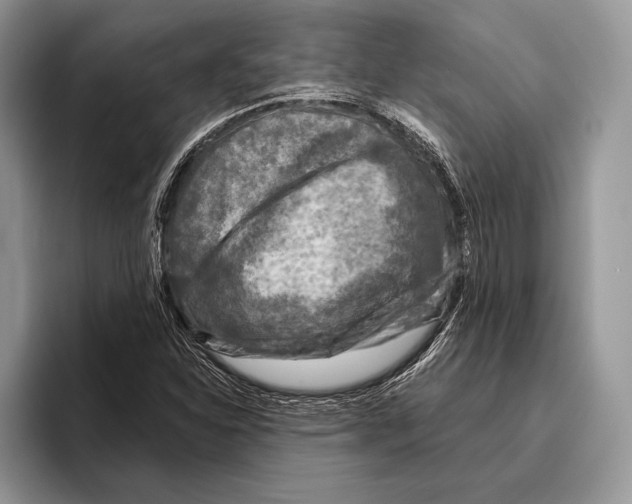 X0000095961310200802081309