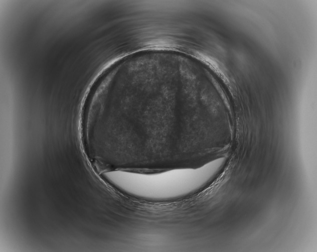 X0000095961331200802081310