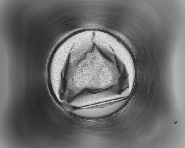 X0000095961335200802081310