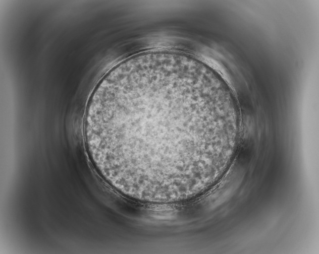 X0000095961338200802081310