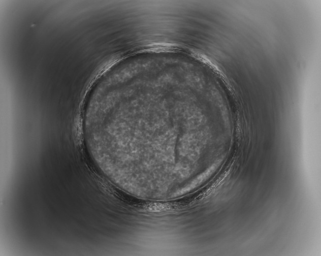 X0000095961362200802081309