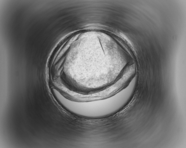 X0000095961376200802081309