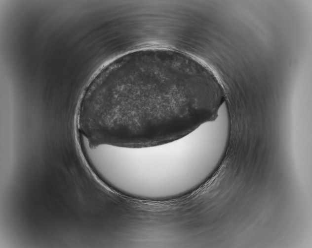 X0000095961383200802081309