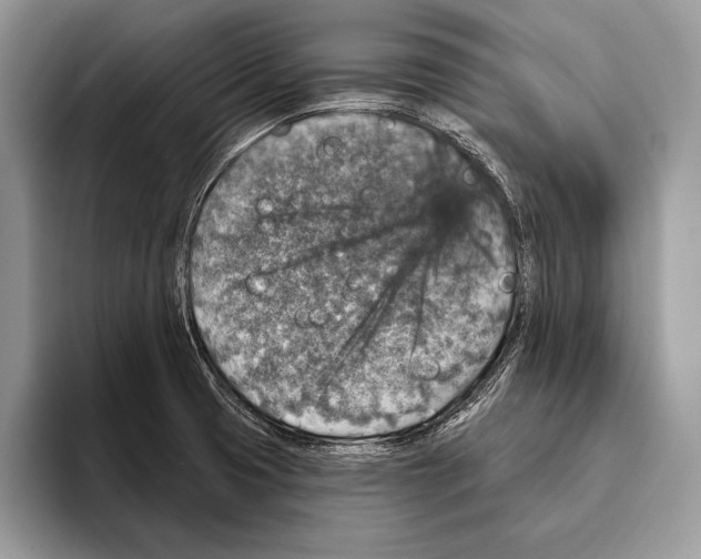 X0000095961425200802081308