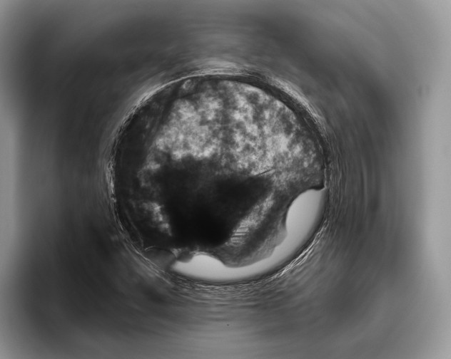 X0000095961455200802081308