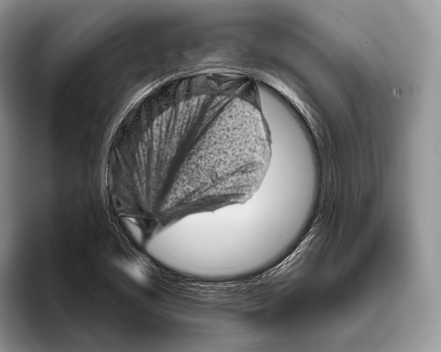 X0000095961461200802081308