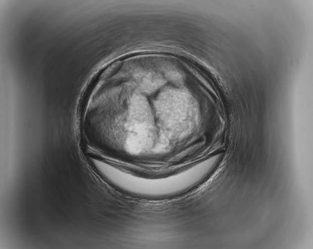 X0000095961506200802081307